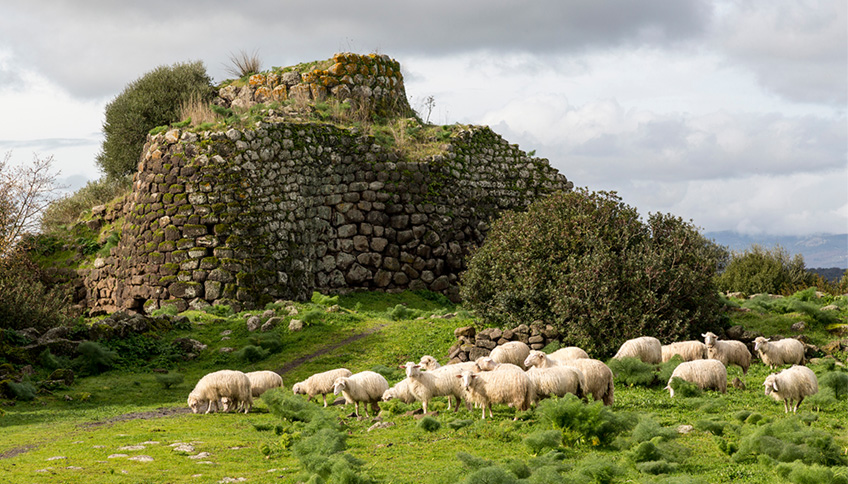 pecore-nuraghe-sardegna