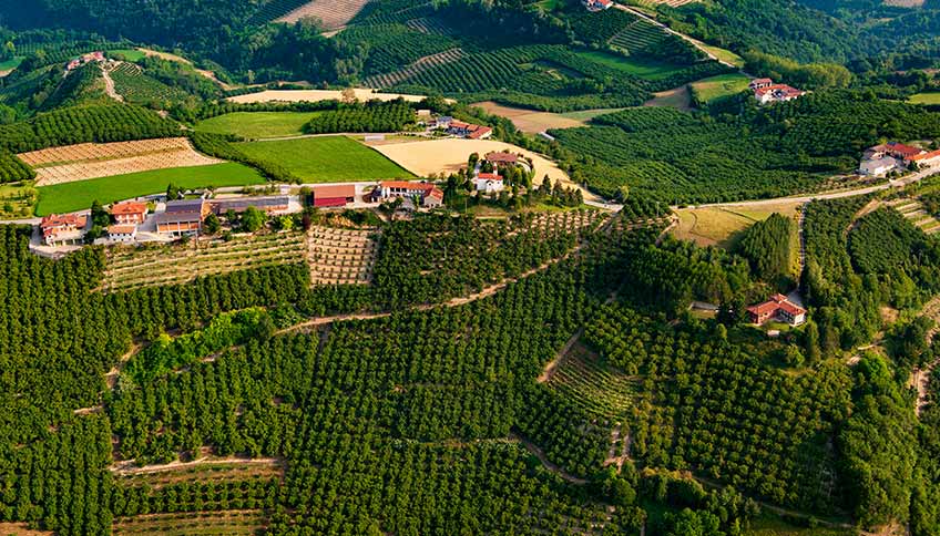 Colline delle Langhe - Piemonte - coltivazione di nocciole