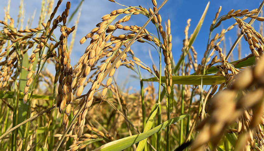 Acquarello rice