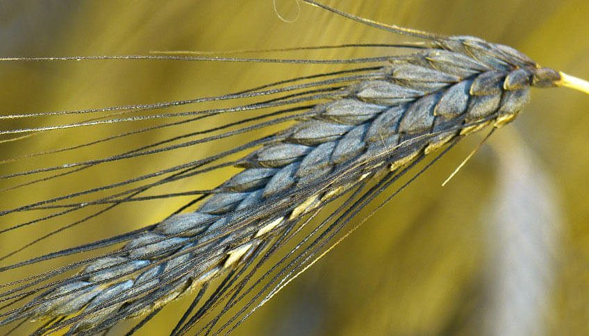 Grano antico Senatore Cappelli