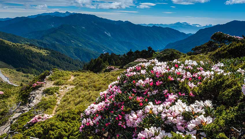 Rododendro-rosa di montagna