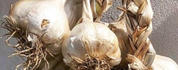 Tuscan Aglione garlic: history and recipes